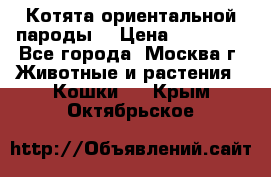 Котята ориентальной пароды  › Цена ­ 12 000 - Все города, Москва г. Животные и растения » Кошки   . Крым,Октябрьское